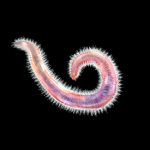 BristlewormThumb