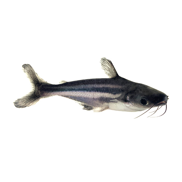 Iridescent Shark Catfish - Sustainable Aquatics