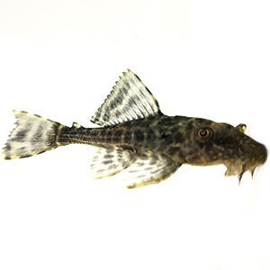 Suckermouth Catfish - Sustainable Aquatics