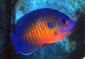 Coral beauty angelfish care hotsell