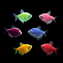 GloFish Tetras - Sustainable Aquatics