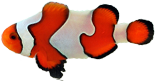 Fancywhite Clownfish