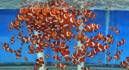 clown fish tank