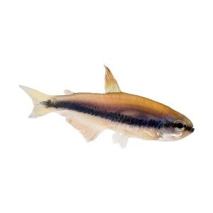 Royal Kerri Emperor Tetra - Sustainable Aquatics