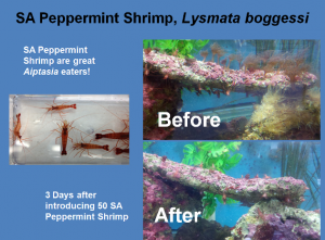 Peppermint Shrimp before and after