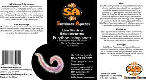 SA Bristleworms