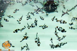 Sustainable Aquatics Black Snowflake Clownfish Nano (2)